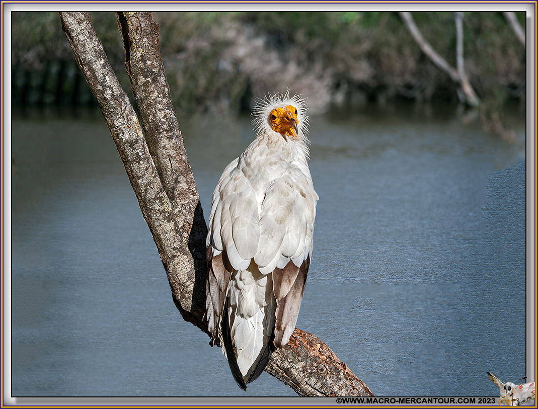 Vautour Percnoptère
